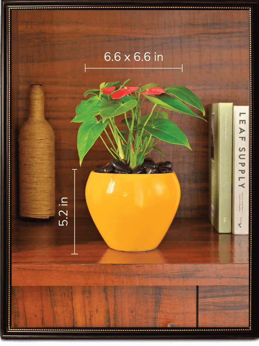Apple Ceramic Pot | Mutiple Colors