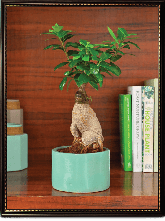Aqua Green Ceramic Pot