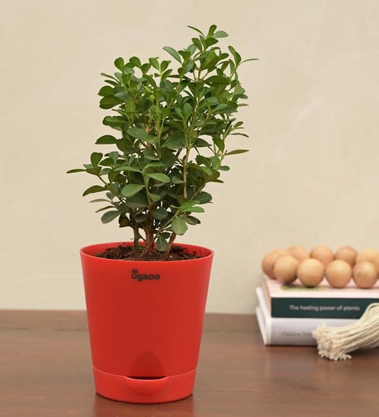 Boxwood Buxus Live Plant
